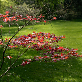 Erable pourpre du Japon - Acer palmatum Atropurpureum