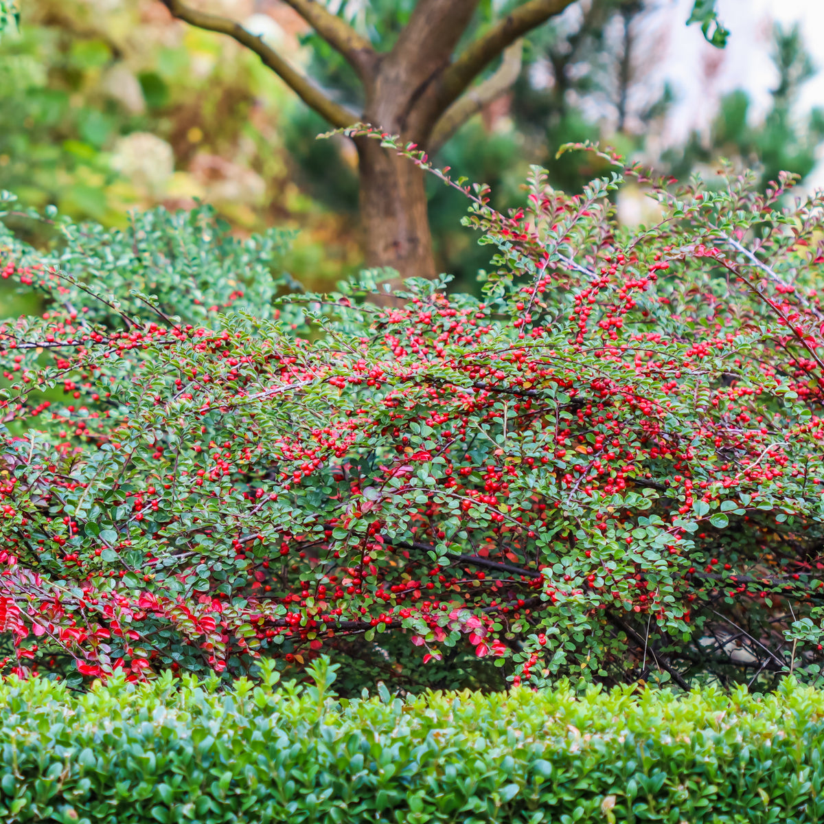 Cotoneaster rampant