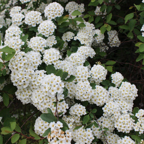 Spirée de Vanhoutte - Spiraea vanhouttei - Willemse