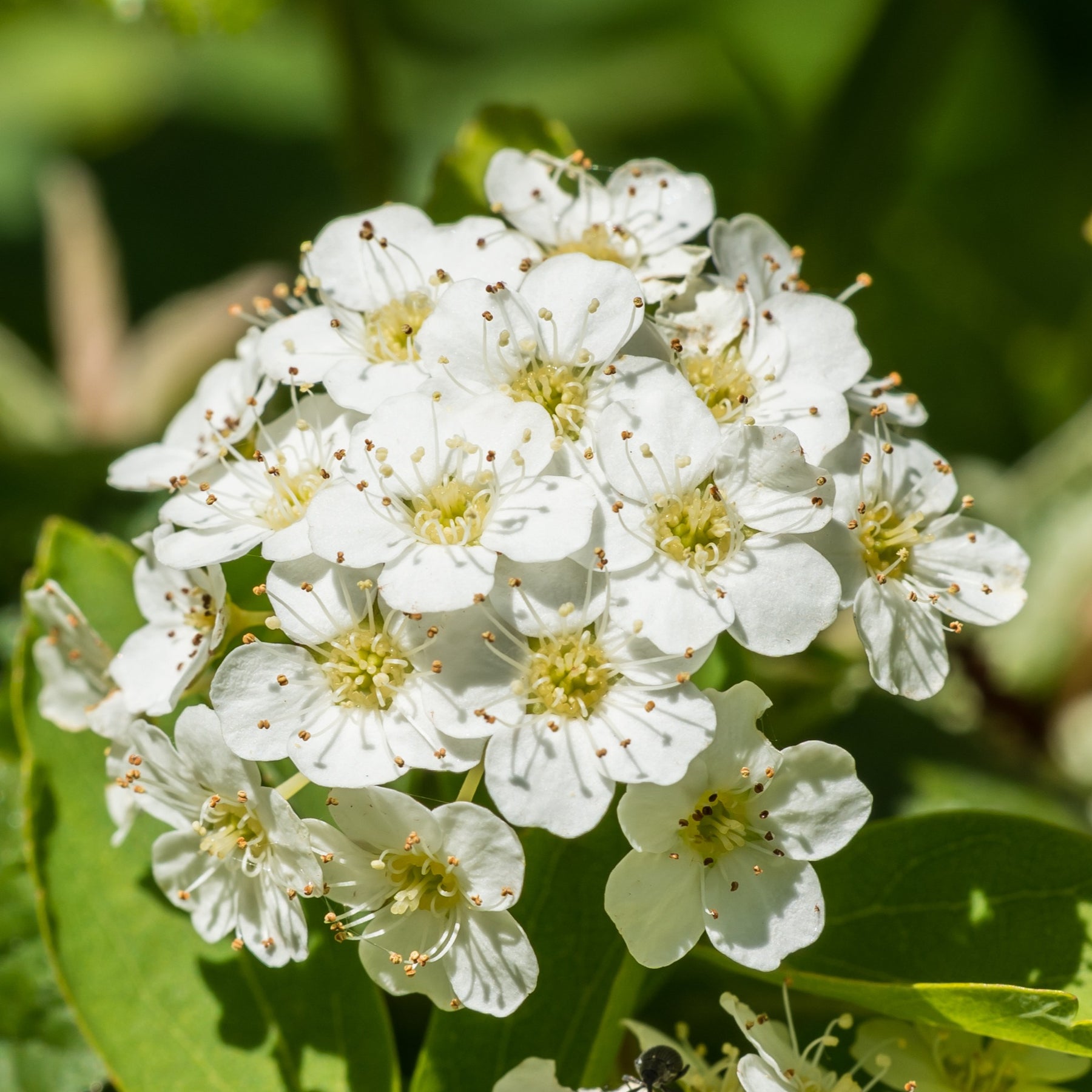 Spiraea vanhouttei - Spirée de Vanhoutte - Spirées