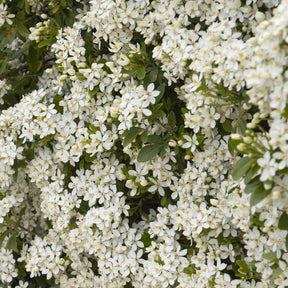 Oranger du Mexique White Dazzler ® - Choisya ternata white dazzler ® - Plantes