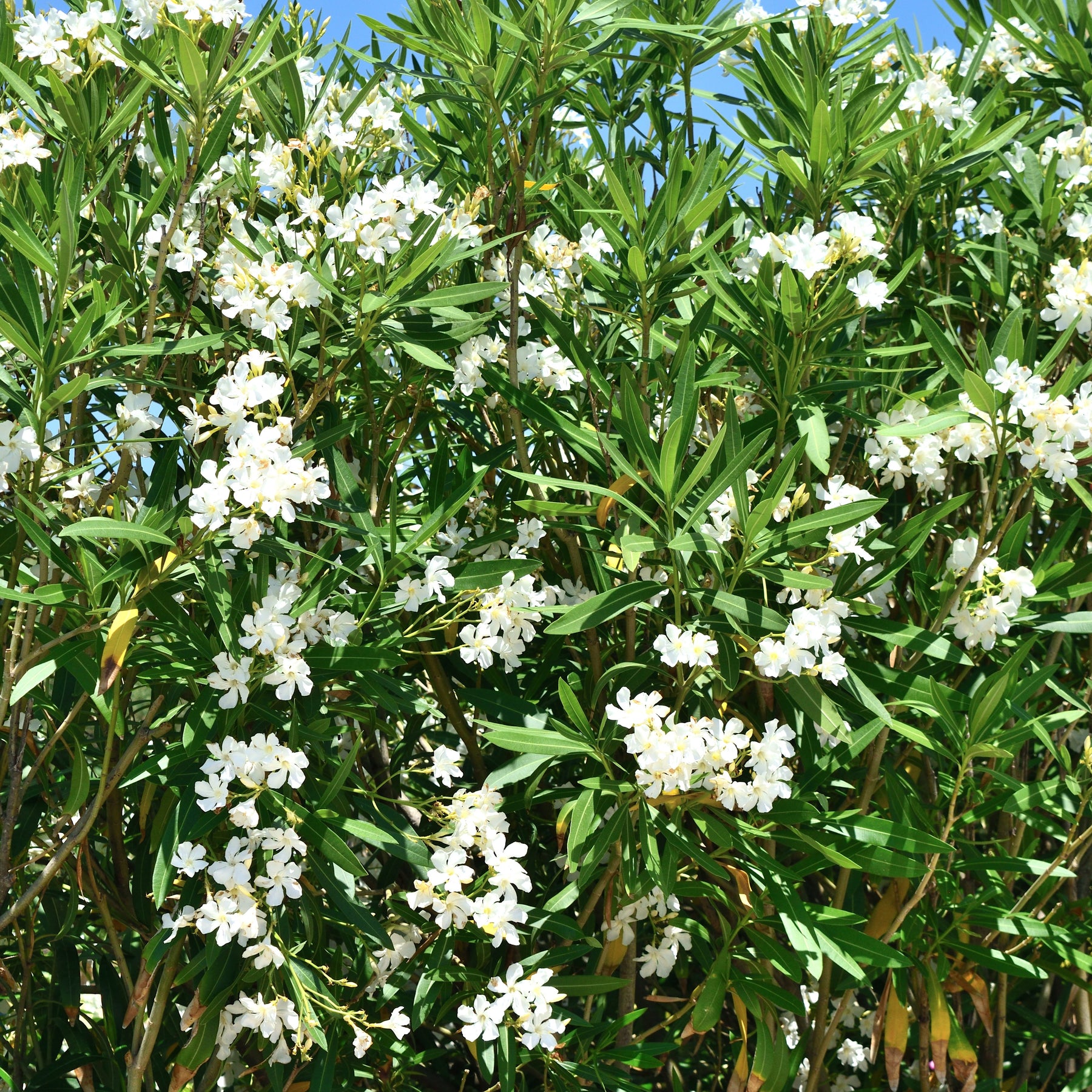 Laurier-rose Oleander White