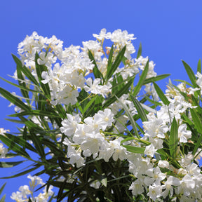 Laurier-rose Oleander White