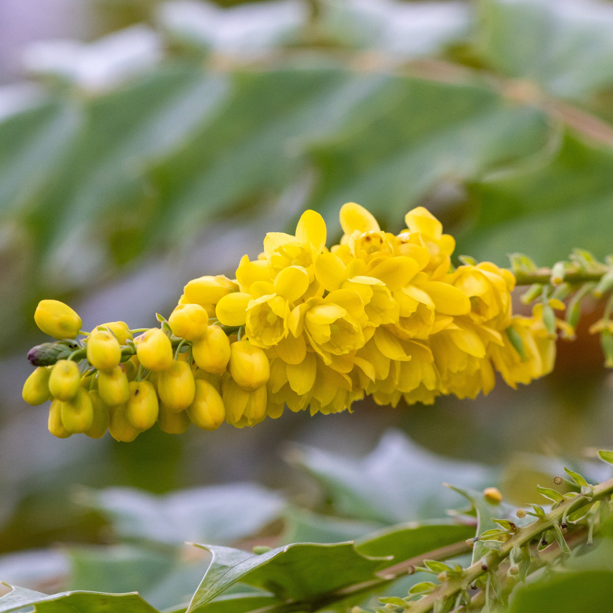 Mahonia media Winter Sun