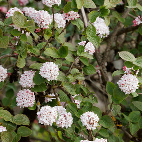 Viorne de Carle - Viburnum carlesii - Plantes