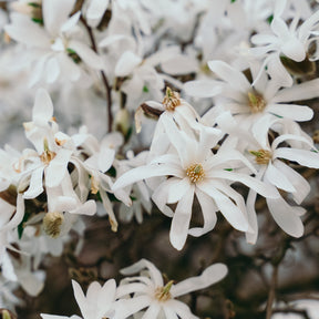 Magnolia stellata Royal Star