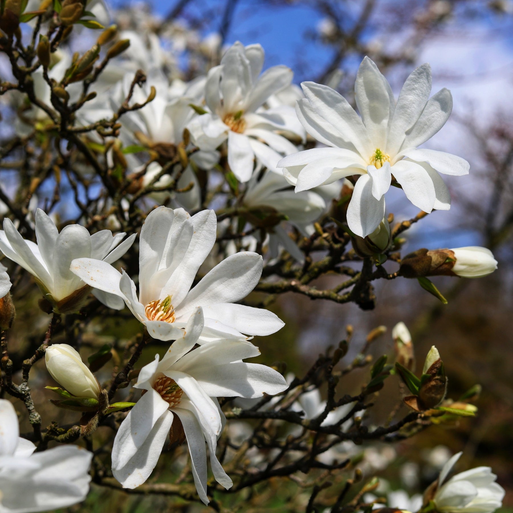 Magnolia stellata Royal Star