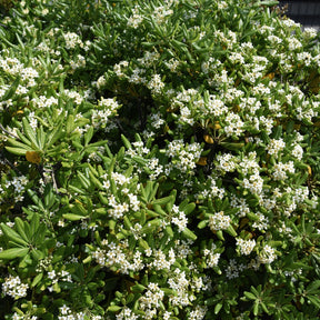 Pittosporum tobira