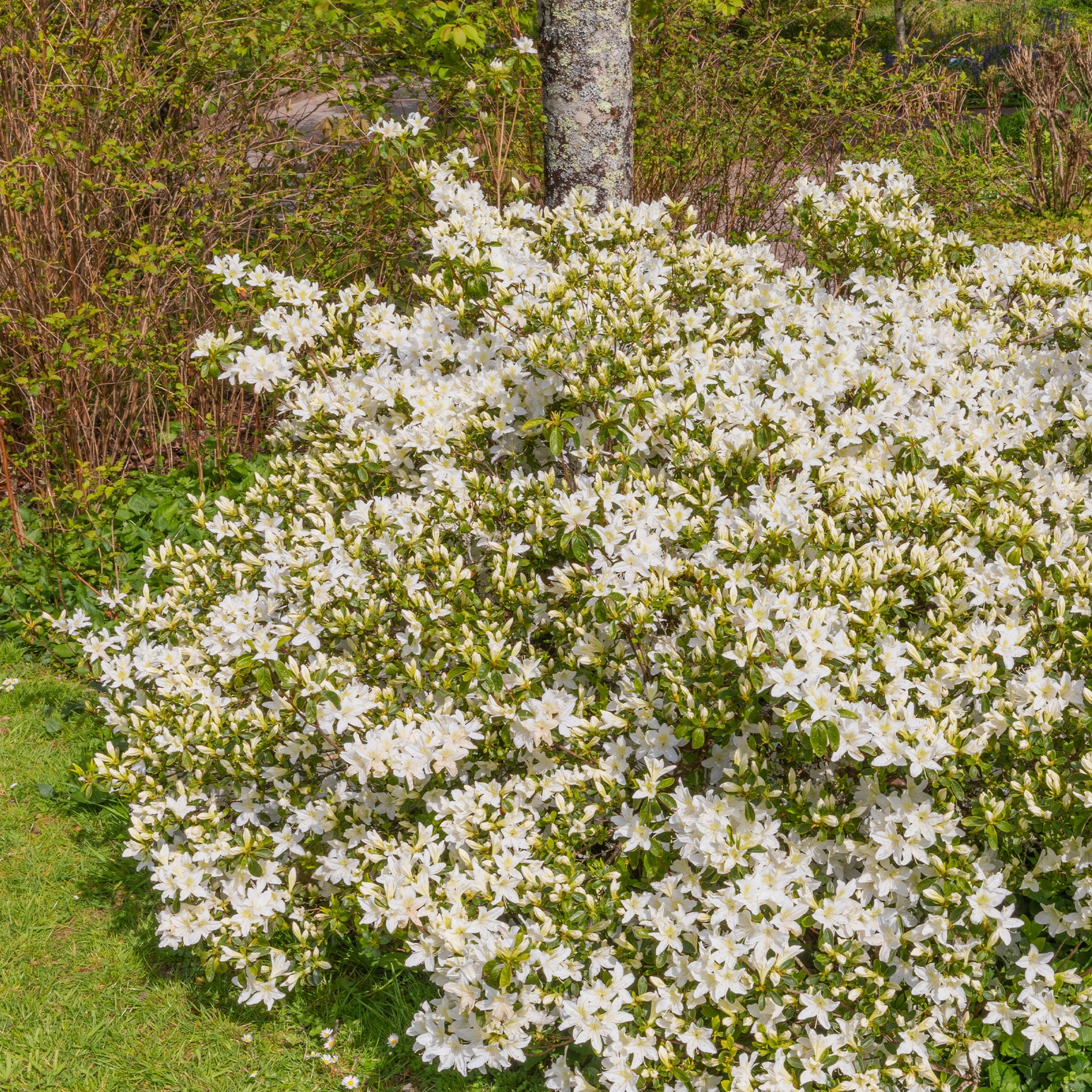 Azalea palestrina - Azalea Palestrina - Azalées