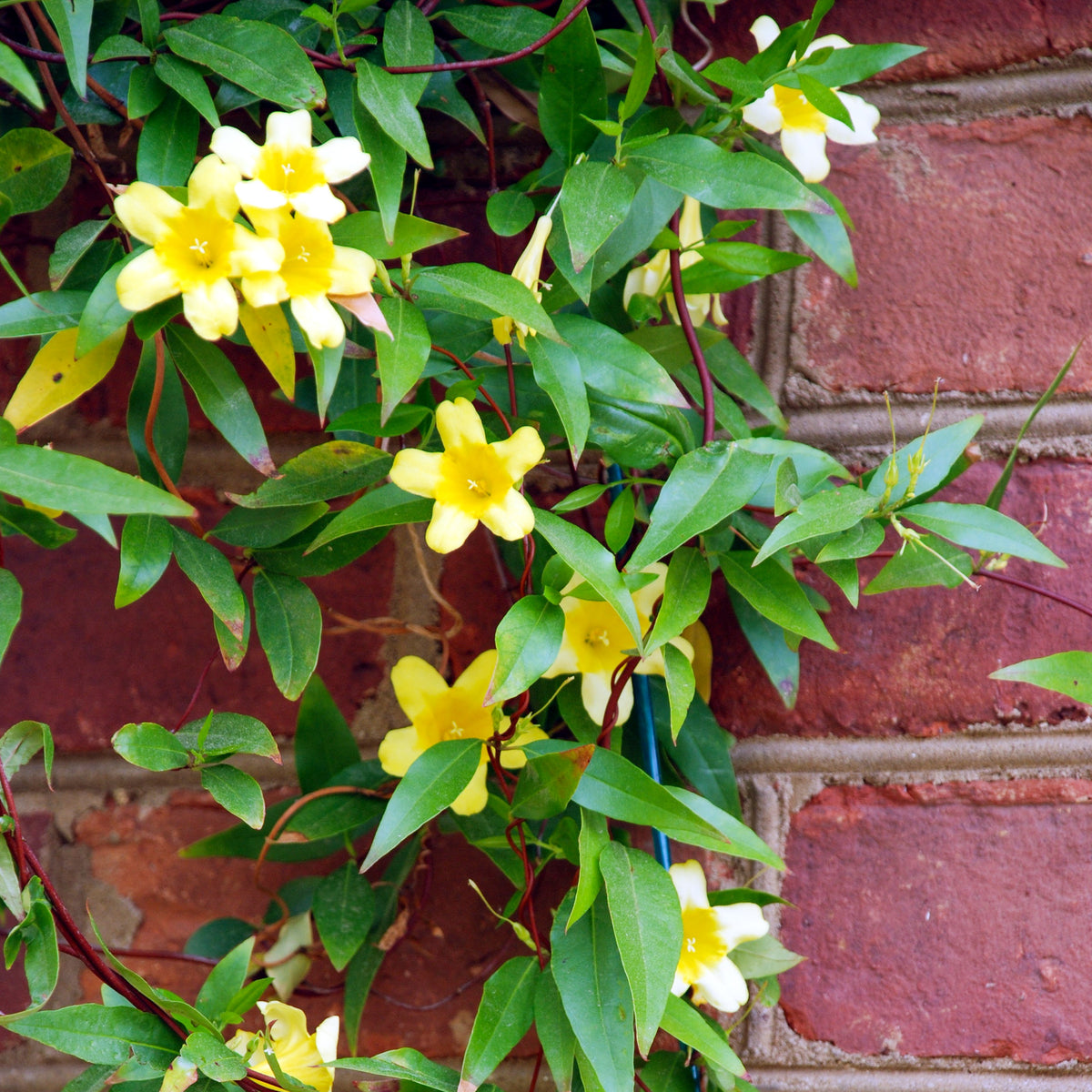 Gelsemium sempervirens - Willemse