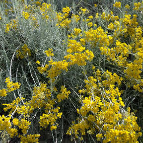 Herbe à curry  - Helichrysum italicum subsp. serotinum - Plantes vivaces