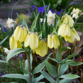 2 Fritillaires pallidiflora - Willemse