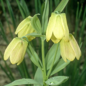 Fritillaire - 2 Fritillaires pallidiflora - Fritillaria pallidiflora