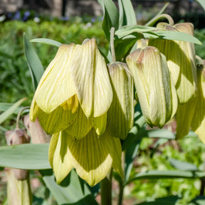 2 Fritillaires pallidiflora - Fritillaria pallidiflora - Willemse