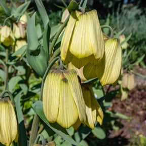 Fritillaria pallidiflora - 2 Fritillaires pallidiflora - Fritillaire