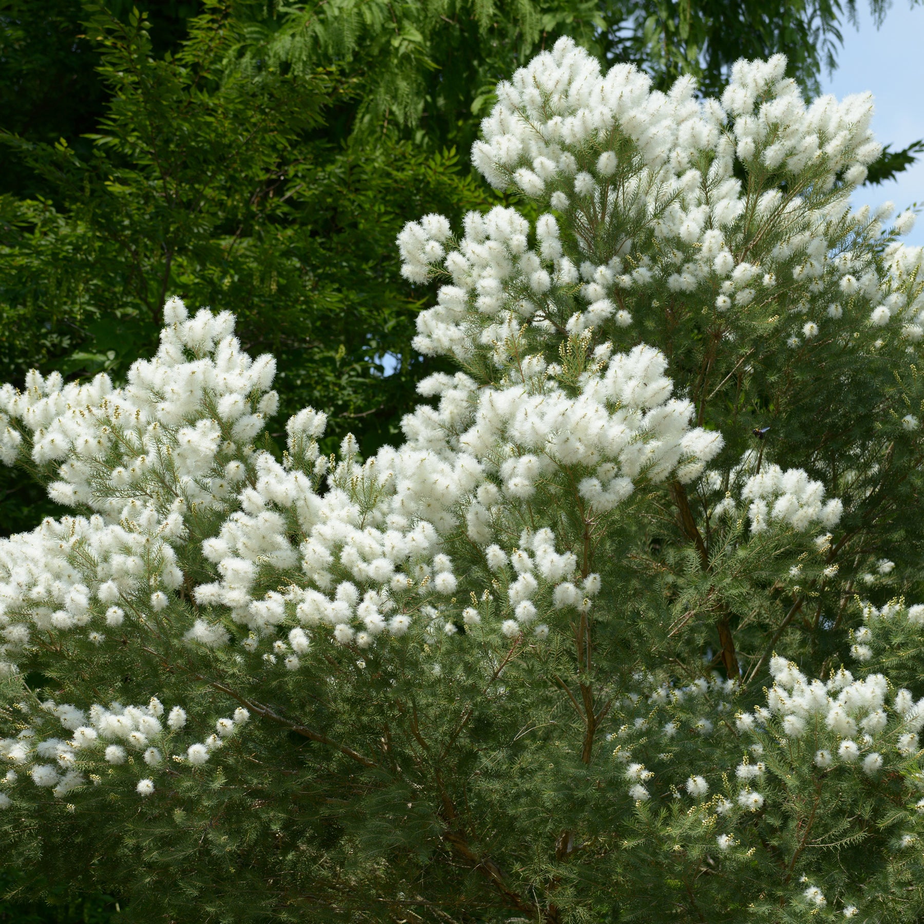 L'arbre à thé - Melaleuca alternifolia - Plantes