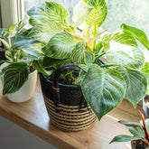 Philodendron Monstera White Wave - Willemse