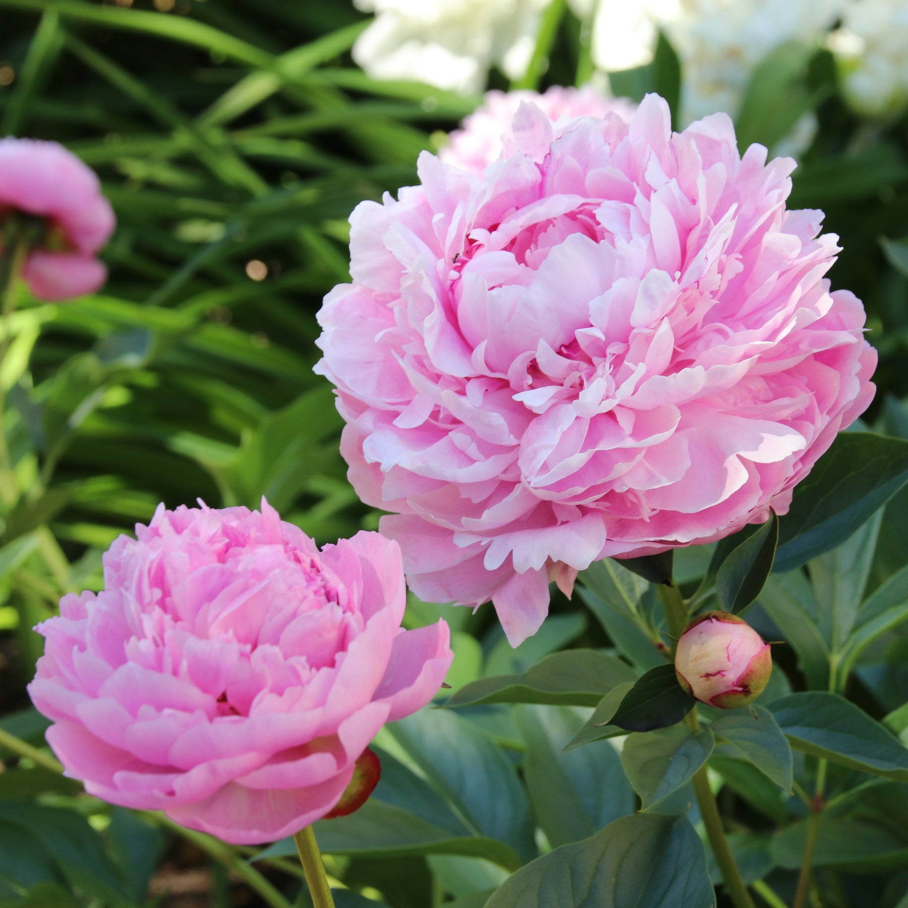 Pivoine Sarah Bernhardt - Willemse