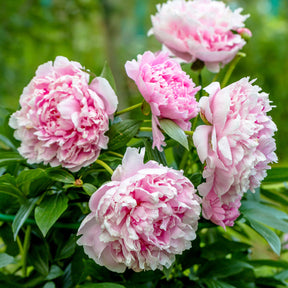 Pivoine Sarah Bernhardt - Paeonia x lactiflora Sarah Bernhardt - Willemse