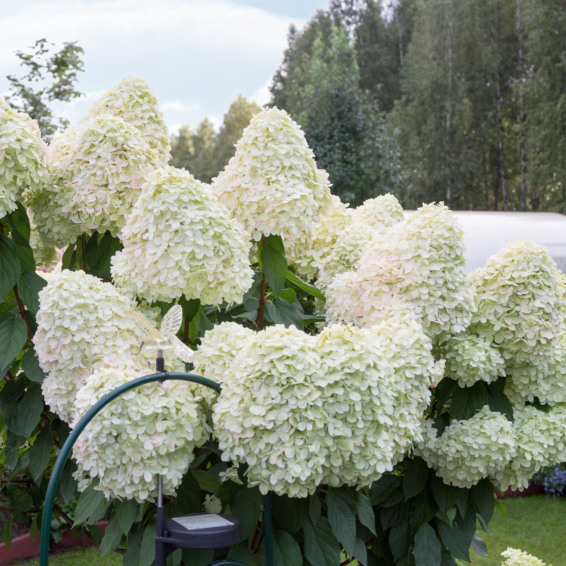 Hortensia paniculé 'Hercules'