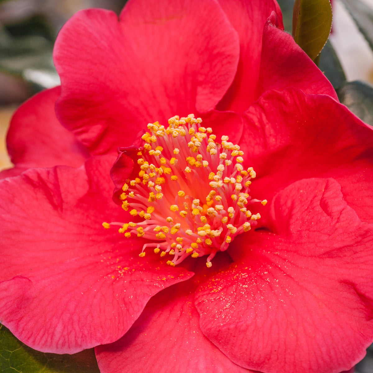 Camélia du Japon à fleurs doubles roses