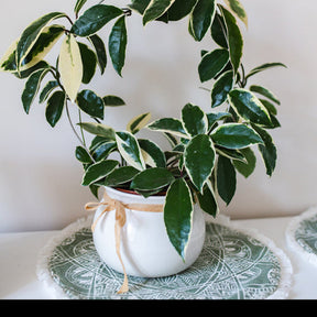 Hoya carnosa Krimson Queen - Plante de cire - Plantes vertes