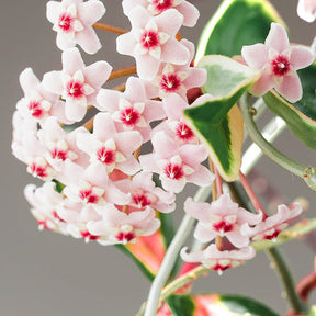 Plante de cire - Hoya carnosa Krimson Queen - Willemse