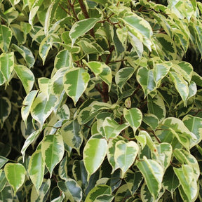 Ficus benjamina Golden King - Ficus benjamina Golden King - Willemse