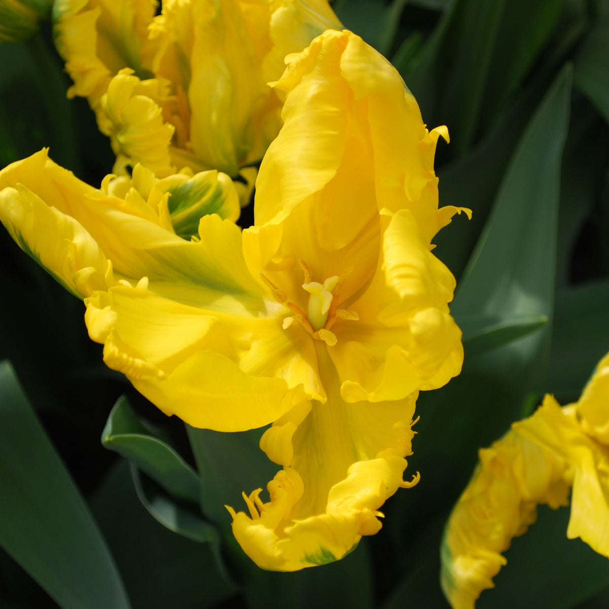 5 Tulipes 'Jan Van Nes Parrot' - Tulipa Parrot Jan van Nes - Willemse