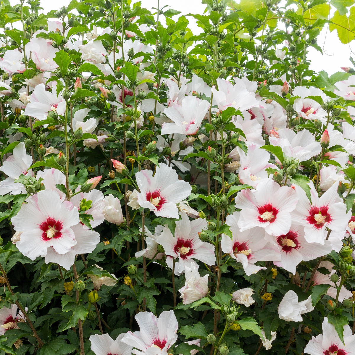 Hibiscus de jardin sur tige blanc/rouge