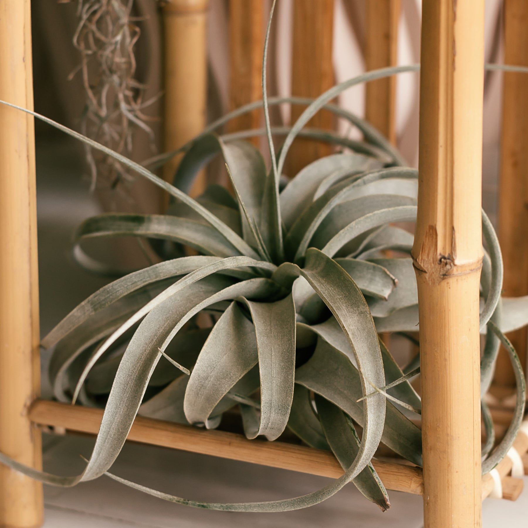 Tillandsia géant - Willemse