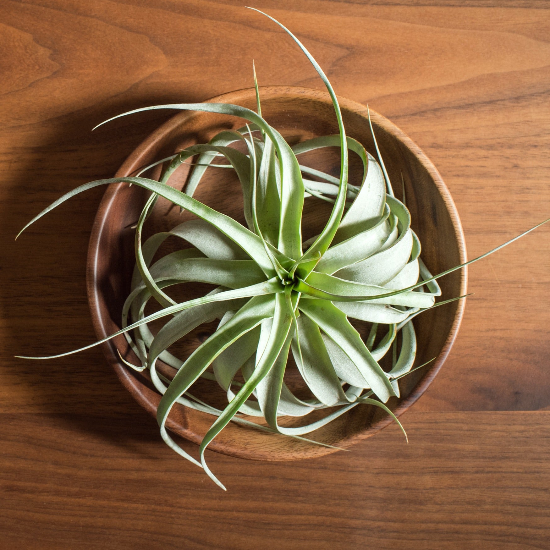 Tillandsia géant - Tillandsia xerographica - Willemse