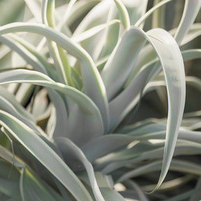 Tillandsia xerographica - Tillandsia géant - Tillandsia