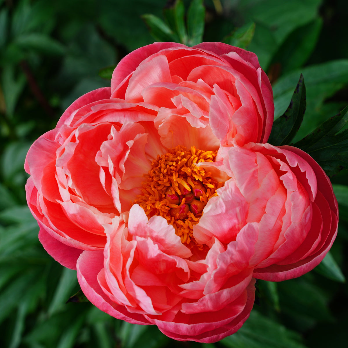 Pivoine Coral Charm - Willemse