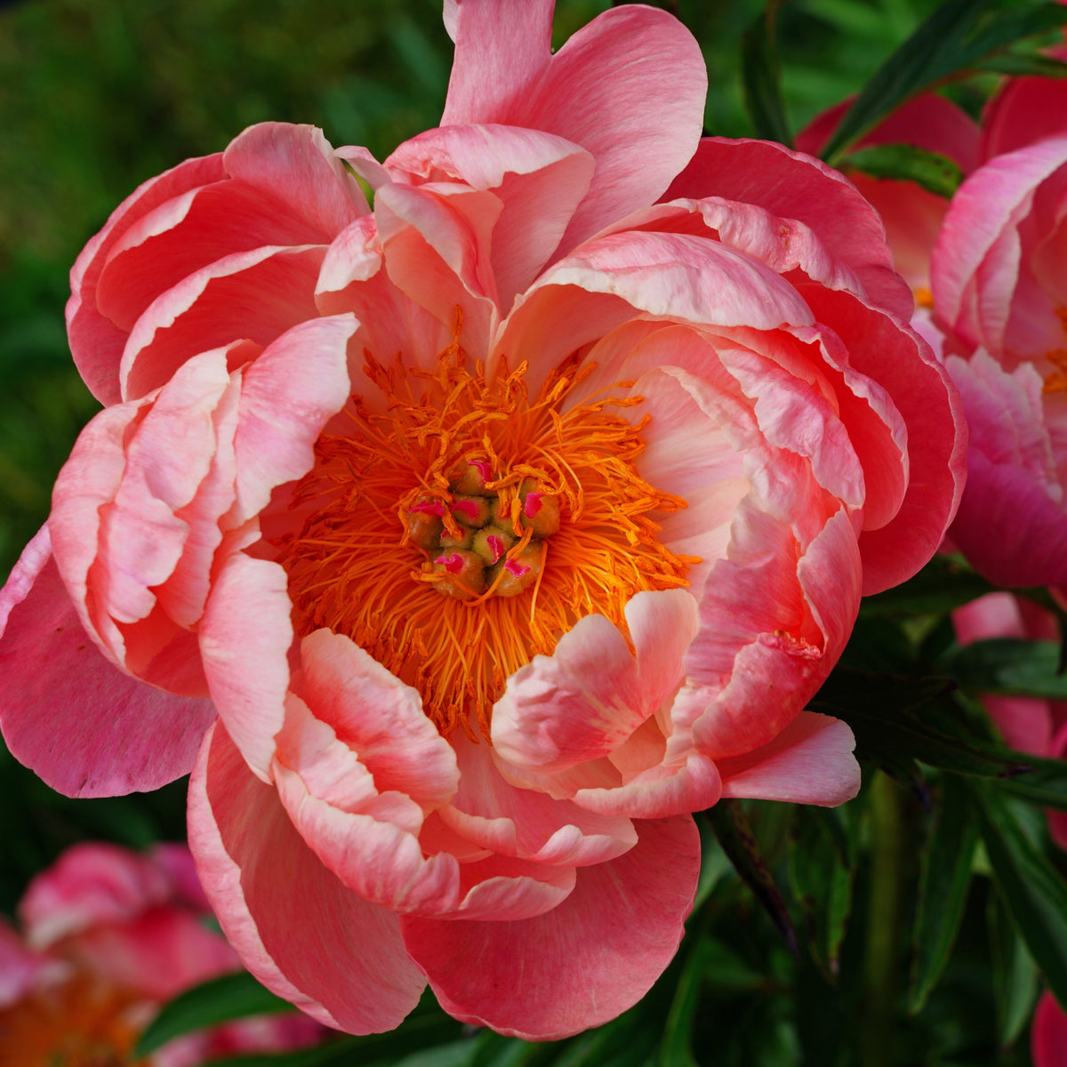 Pivoine Coral Charm - Paeonia lactiflora Coral Charm - Willemse