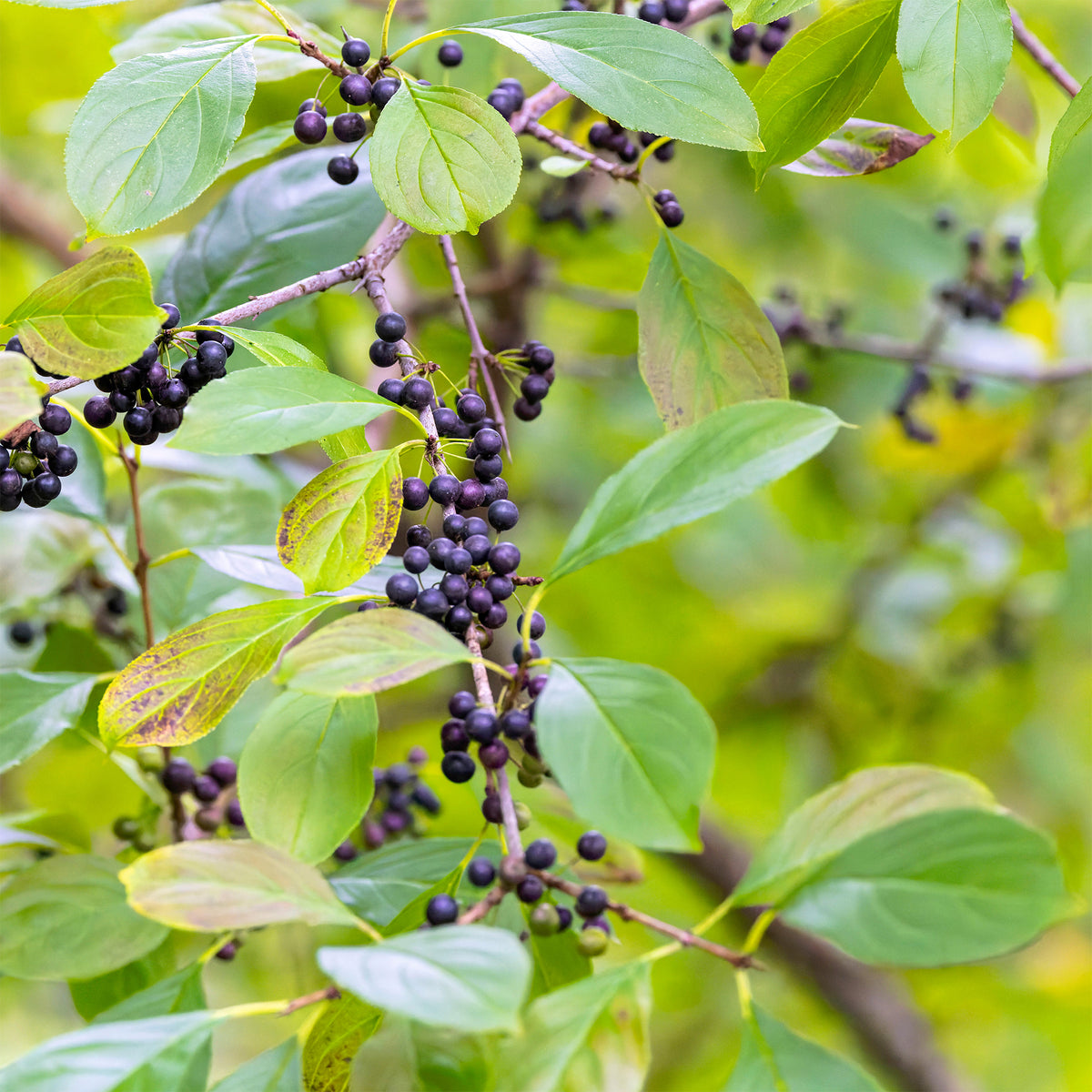 Nerprun alaterne - Rhamnus catharticus - Willemse