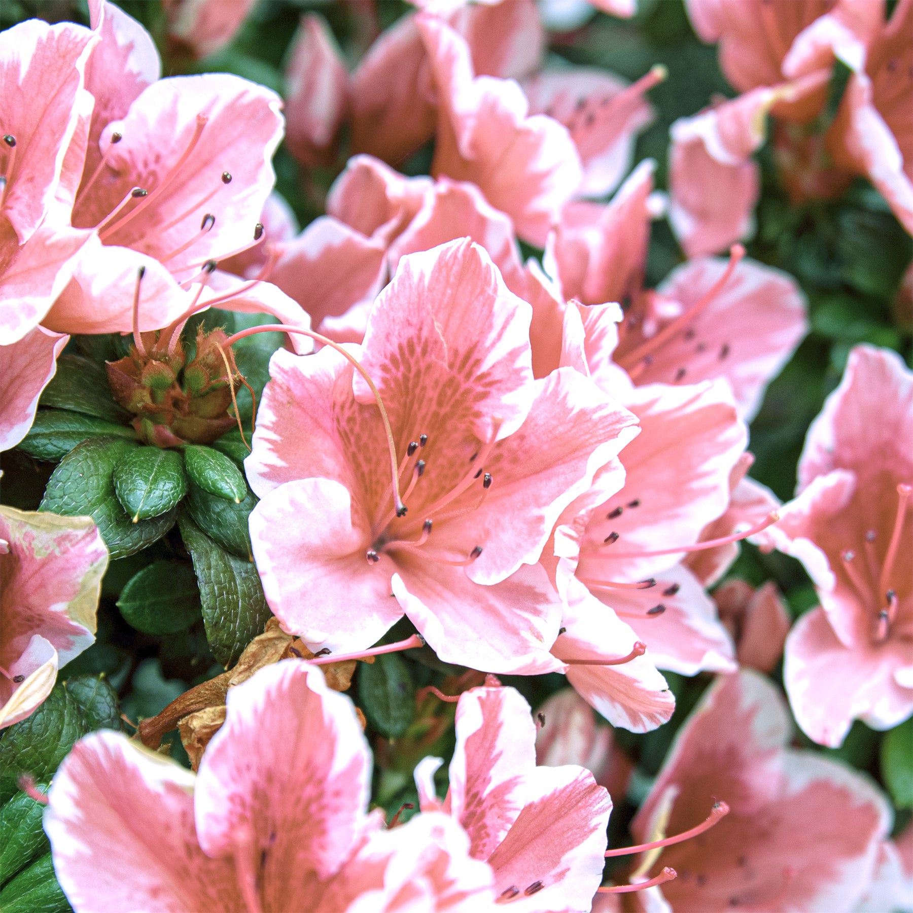 Rhododendron Encore® Sunburst - Azalée du Japon Encore® Sunburst - Azalées