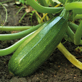 Courgette verte non coureuse des maraîchers