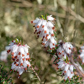 Bruyère d'hiver blanche