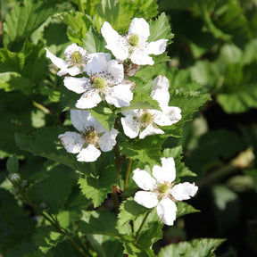 Mûrier Reuben - Rubus fruticosus reuben®