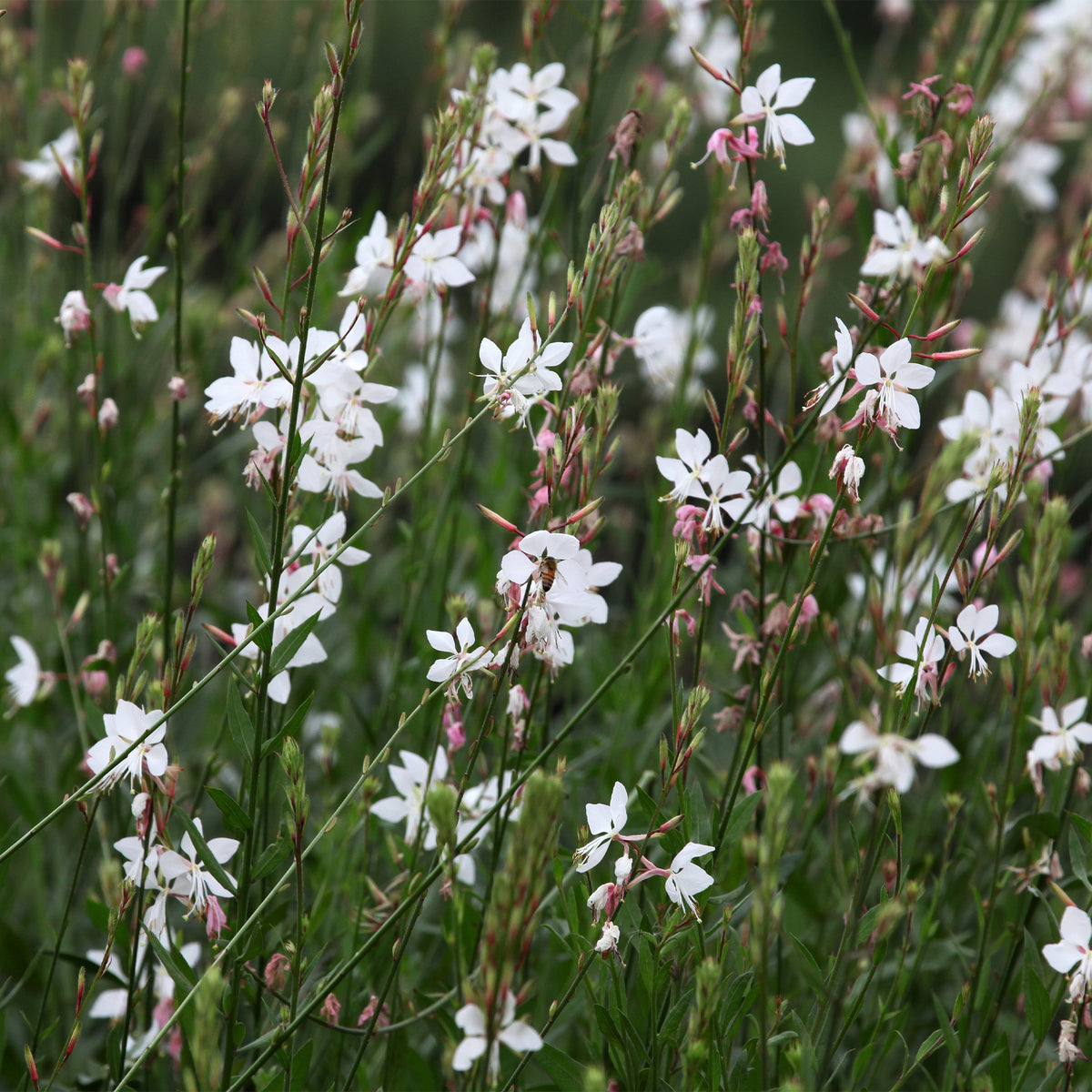 Collection de 7 plantes vivaces pour jardins et pots - Gaura lindheimeri whirling butterflies , agapanthus umbellatus - Willemse