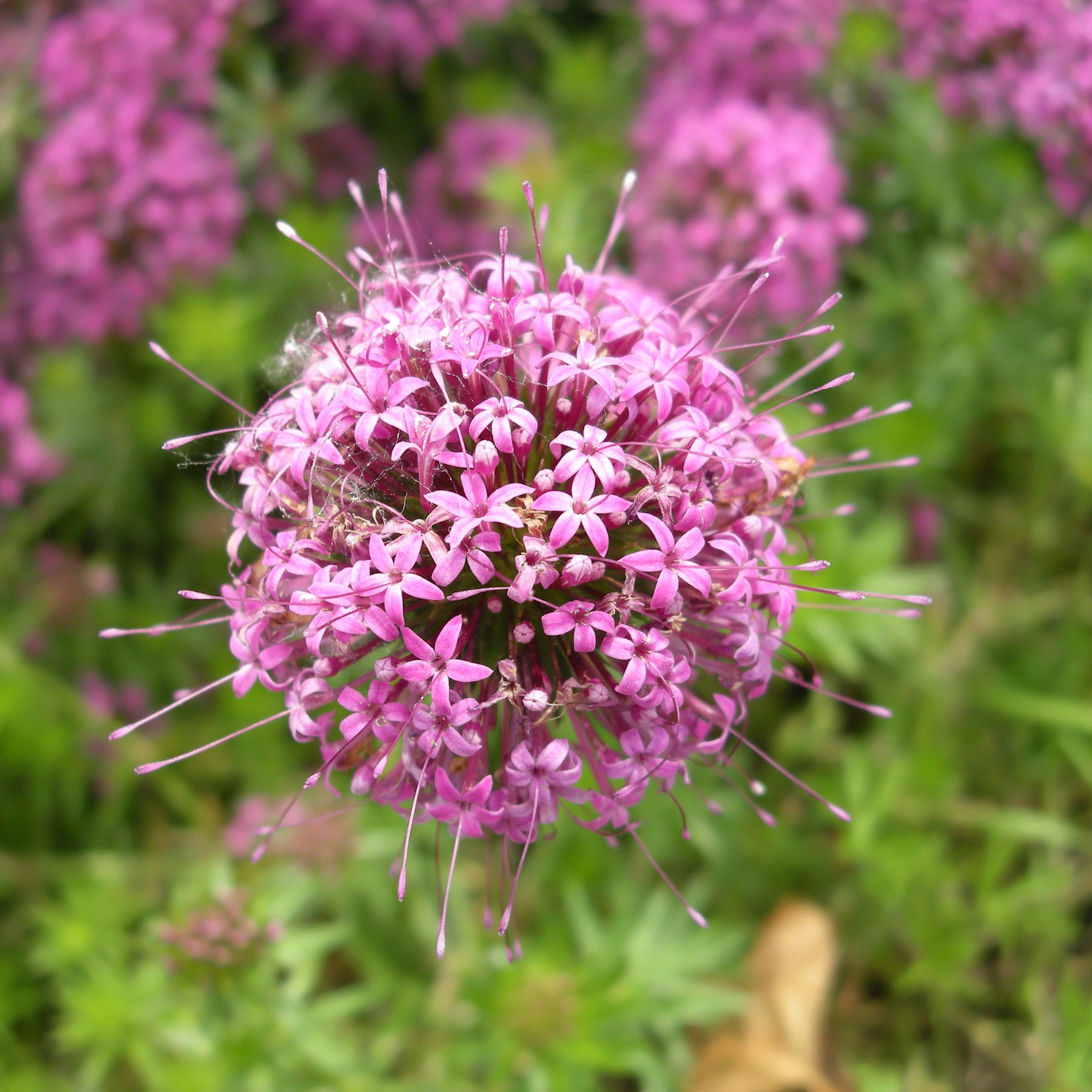 Crucianelle - Phuopsis stylosa - Willemse