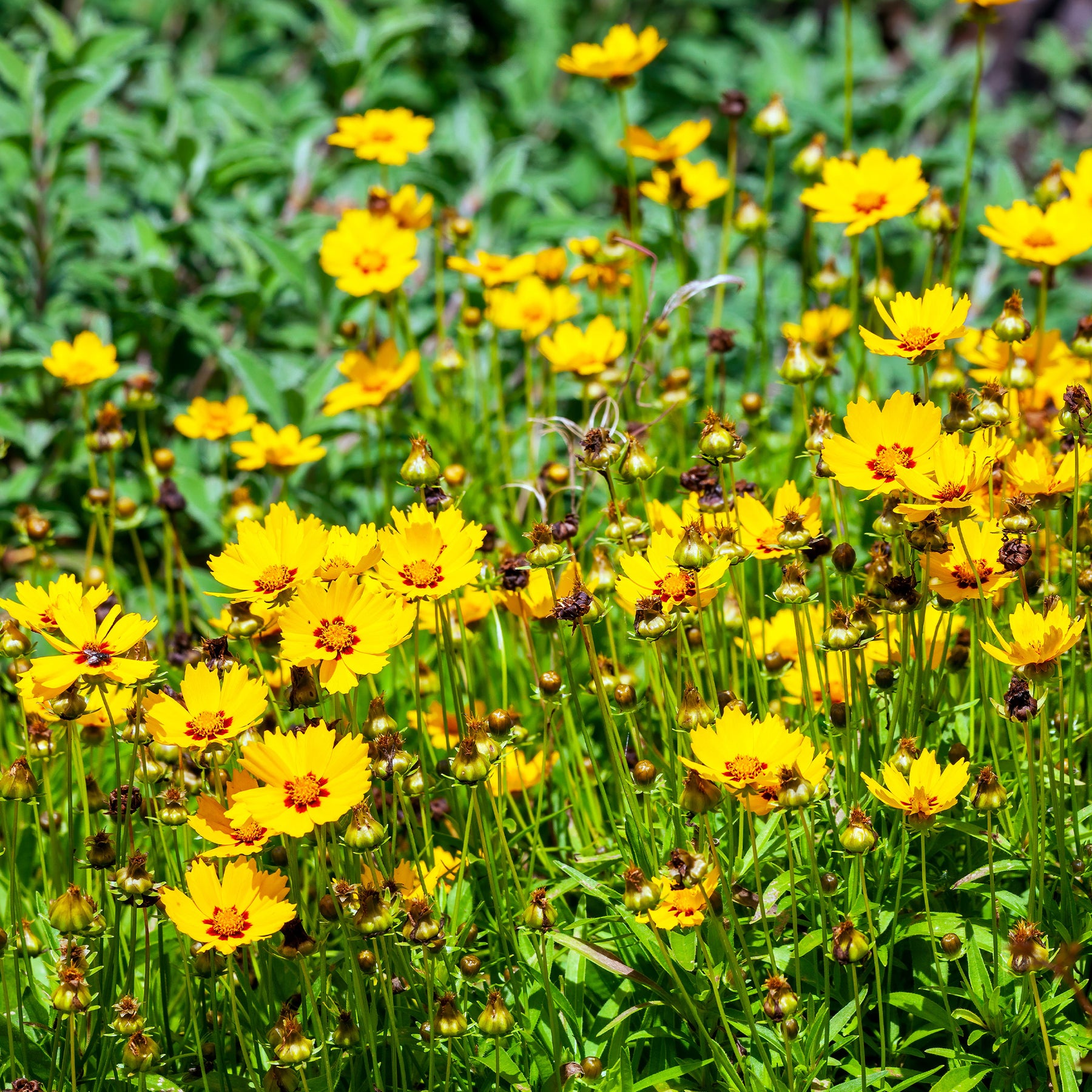 2 Coreopsis Sterntaler - Œil de jeune fille - Willemse