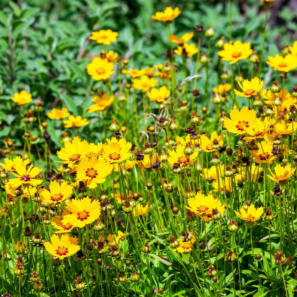 Coreopsis - Oeil de jeune fille - Willemse