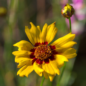 2 Coreopsis Sterntaler - Œil de jeune fille - Coreopsis lanceolata sterntaler - Willemse