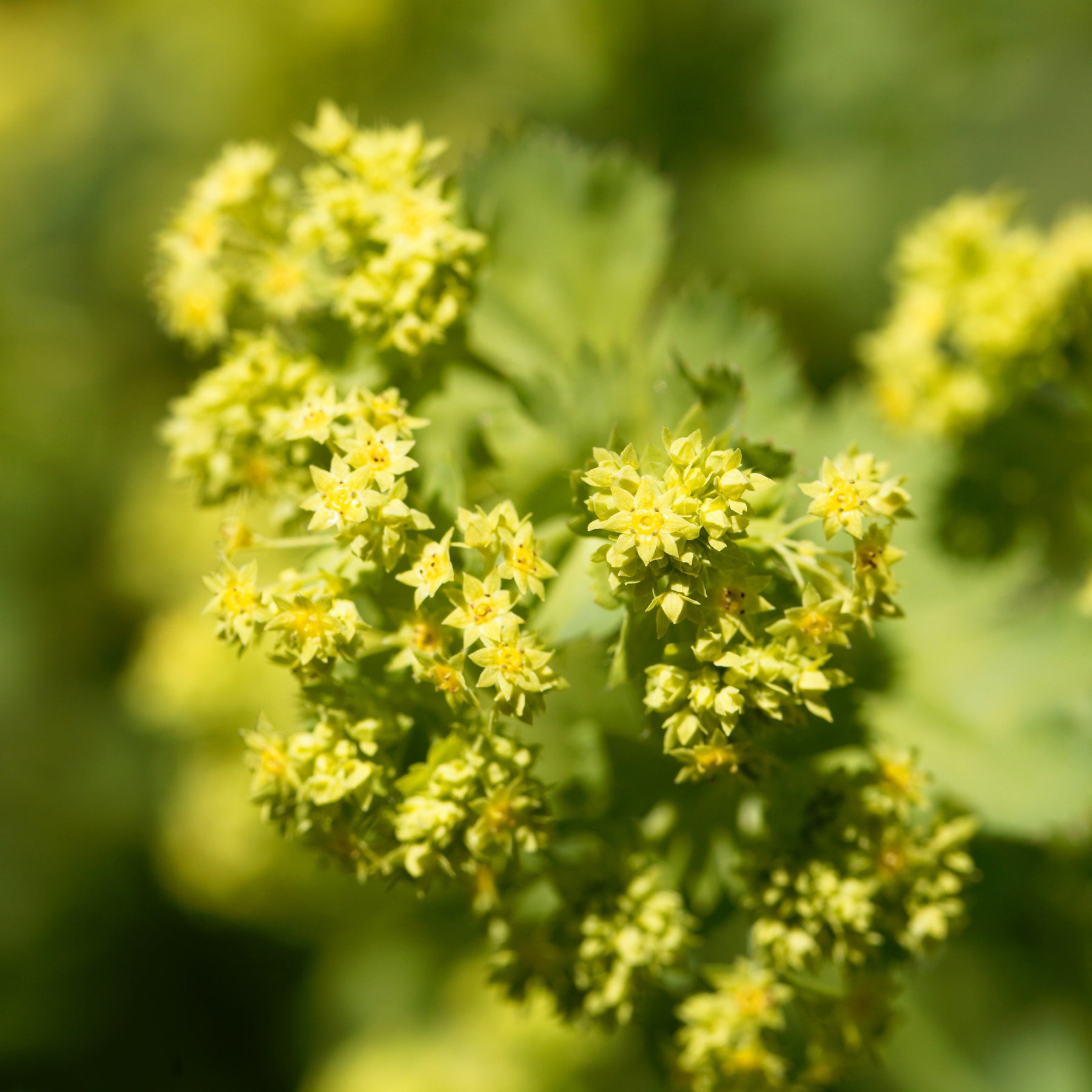 Alchemille epipsila - Alchemilla epipsila - Willemse