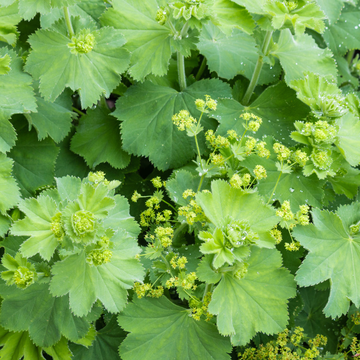 3 Alchemilles vulgaris - Alchemilla vulgaris - Willemse