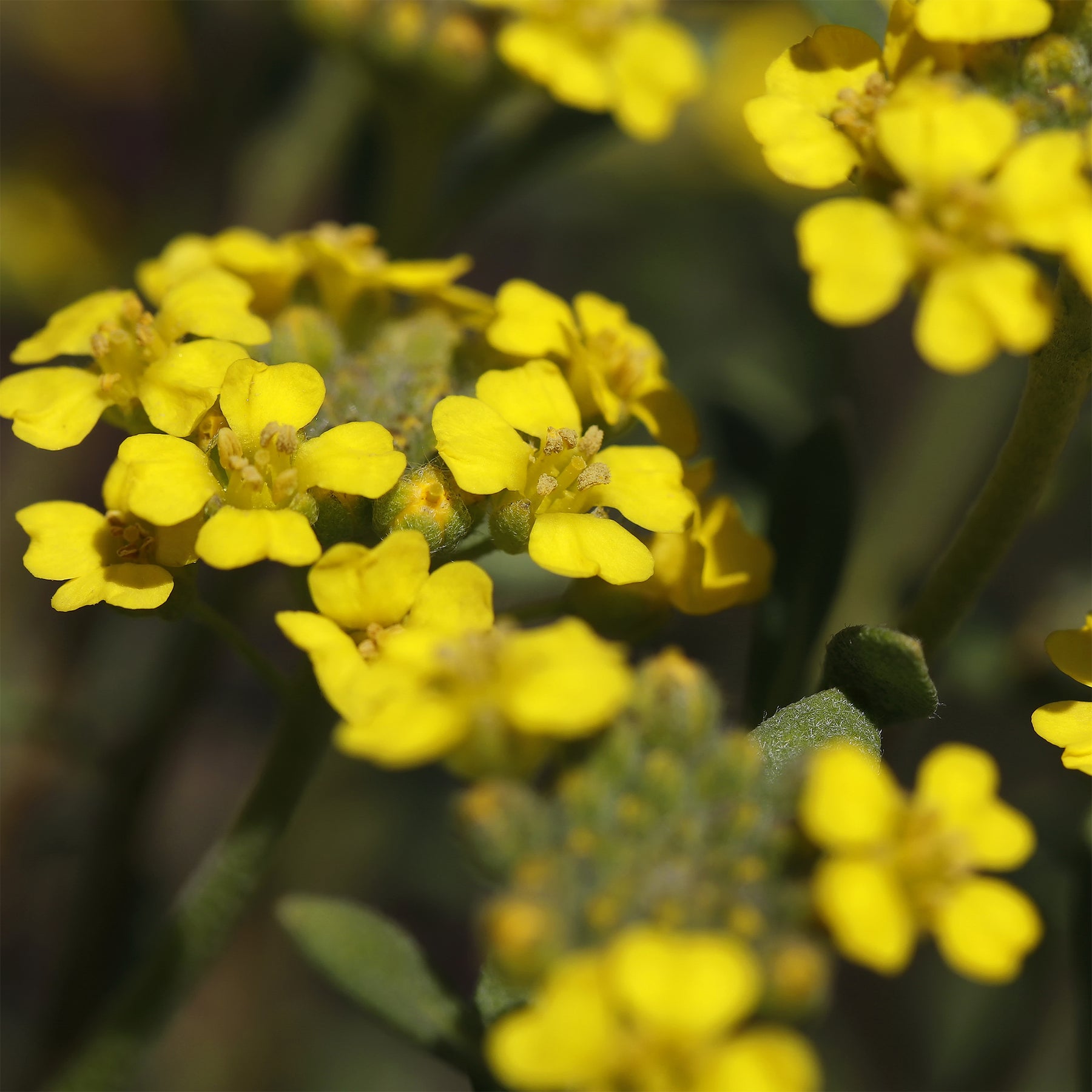 3 Passerages des montagnes Berggold - Alyssum montanum Berggold - Willemse