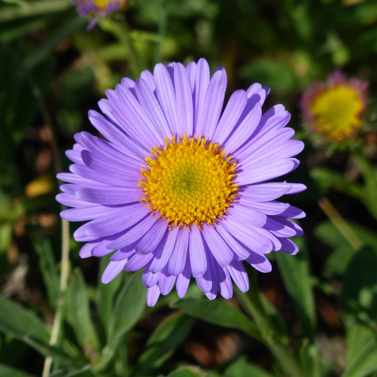 3 Asters des Alpes Dunkle Schöne - Willemse