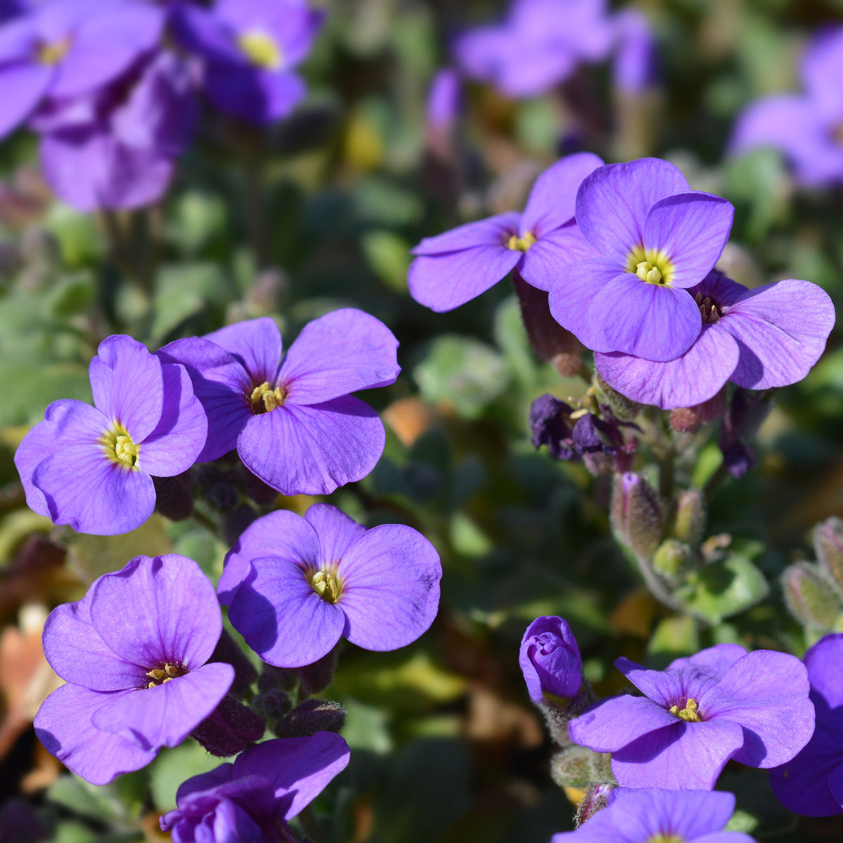 3 Aubriètes Cascade Purple - Willemse